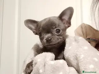 Chihuahua cani Chihuahua con pedigree ENCI - Annuncio 3