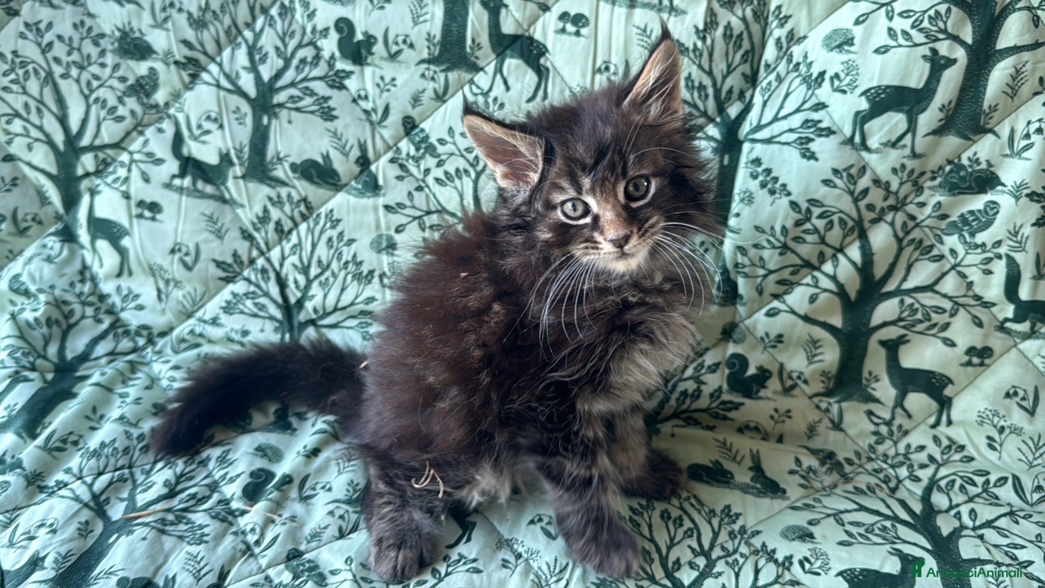 Maine Coon gatti in vendita: Cucciolo maine coon castano bellissimo  - Annuncio 3