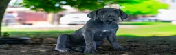 Cane Corso cani in vendita: Cuccioli di Cane Corso pronti per la consegna - Annuncio 6