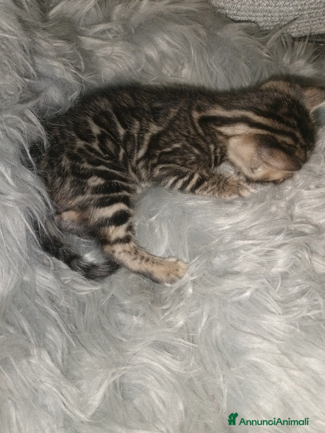 Bengala gatti  Bengala manto raro con cuoricini , pedigree afsi - Annuncio 2