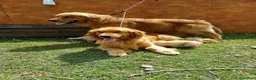 Golden Retriever cani in vendita: Golden Retriever Americani 100% con Pedigree ENCI - Annuncio 1