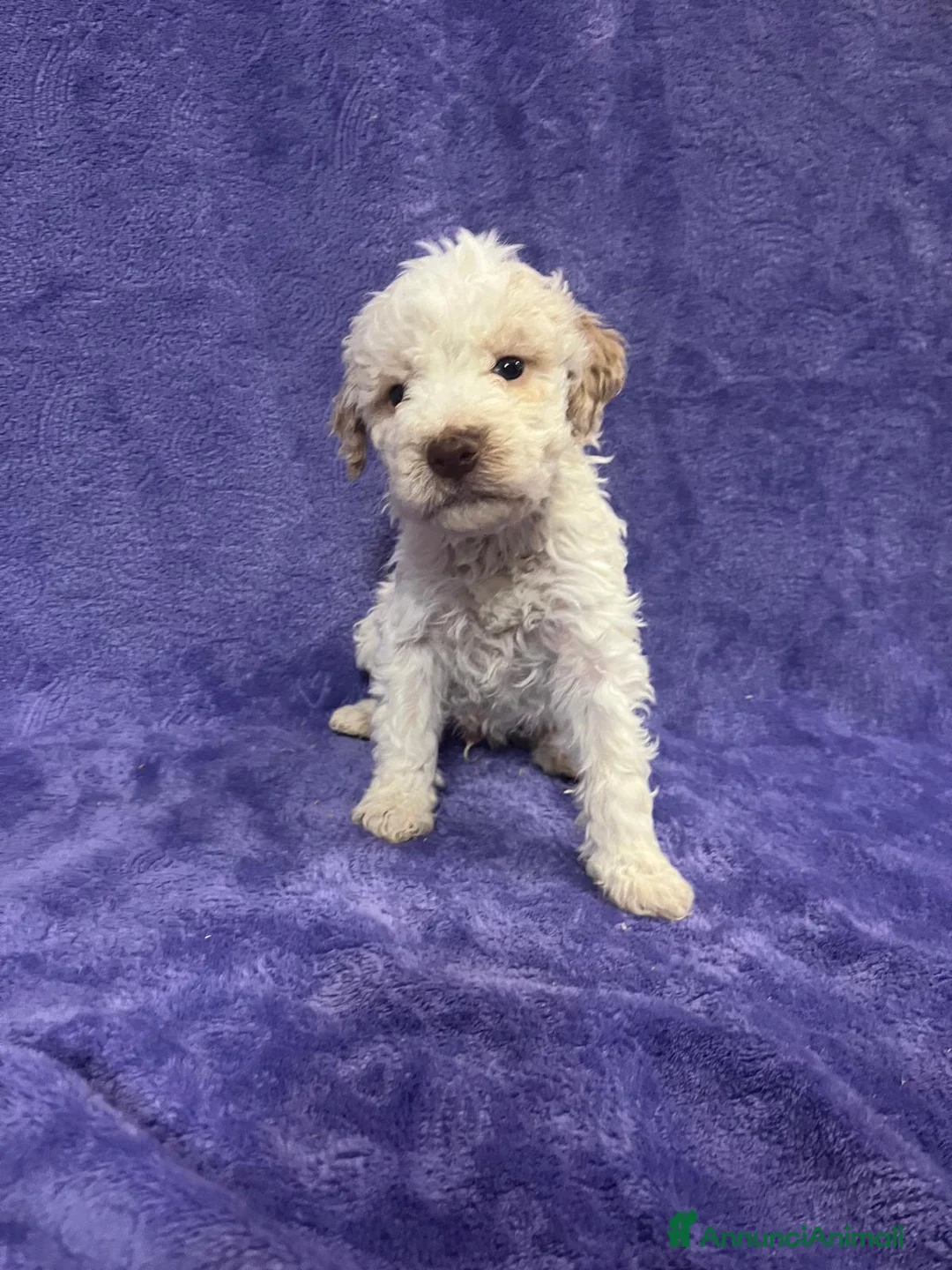 Lagotto cani in vendita: Cuccioli di Lagotto Romagnolo con Pedigree  - Annuncio 6