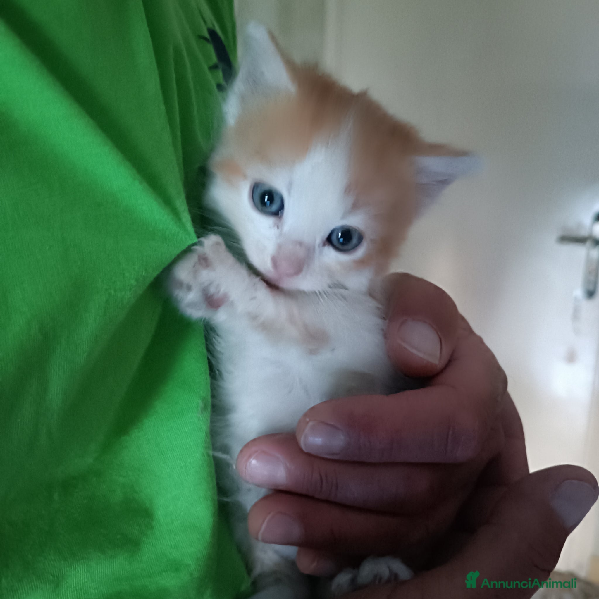 Europeo gatti Si regalano cuccioli  - Annuncio 1
