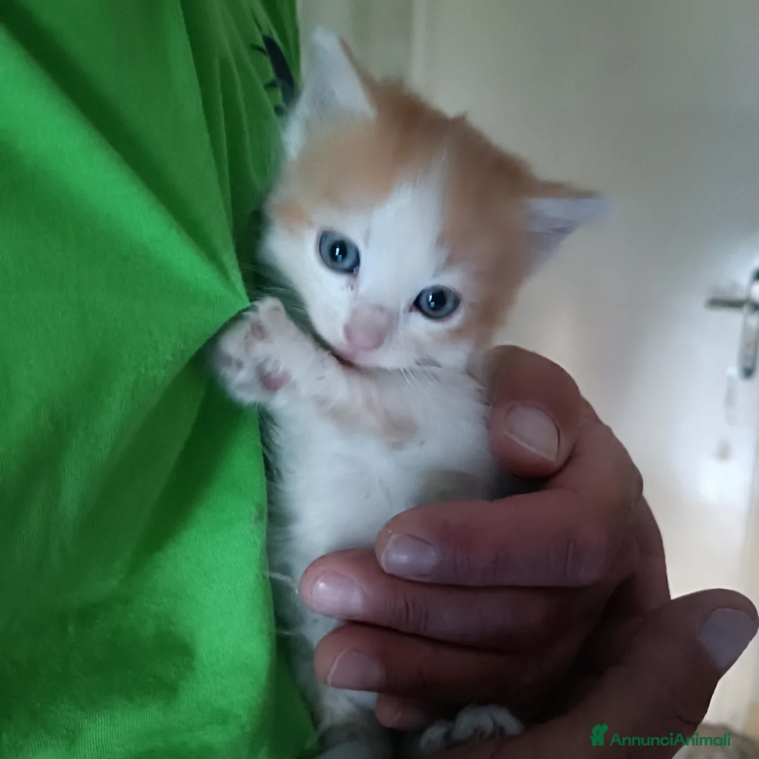 Europeo gatti in regalo: Si regalano cuccioli  - Annuncio 1