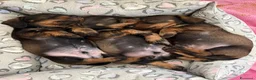 Bassotto cani in vendita: Cuccioli di bassotto tedesco standard a pelo duro - Annuncio 6