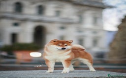 Shiba Inu cani in vendita: Shiba inu cuccioli  a Province of Pavia - Immagine 12