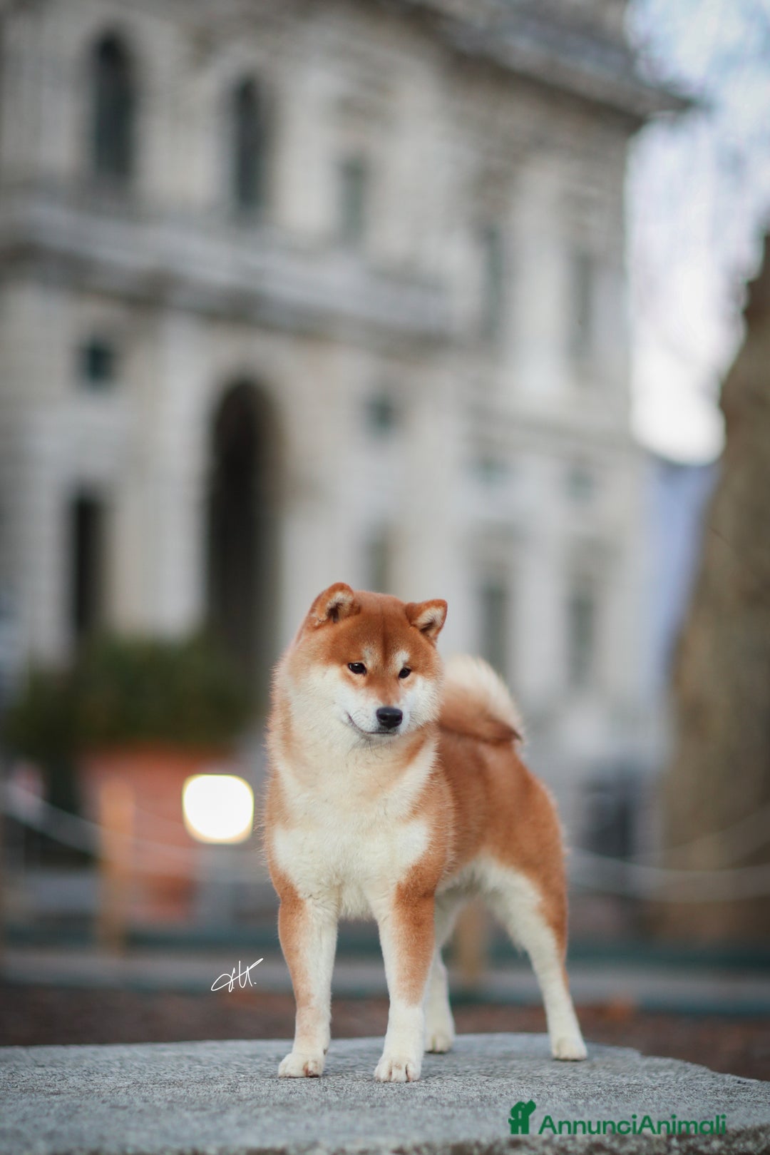 Shiba Inu cani in vendita: Shiba inu cuccioli  a Province of Pavia - Immagine 12