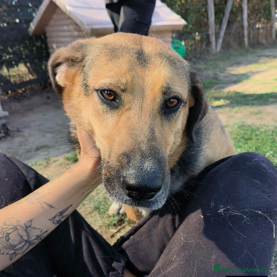 Meticcio cani in regalo: Lulù, strepitosa simil pastore t in adozione  - Annuncio 8