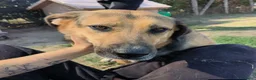 Meticcio cani in regalo: Lulù, strepitosa simil pastore t in adozione  a Provincia di Latina - Annuncio 1