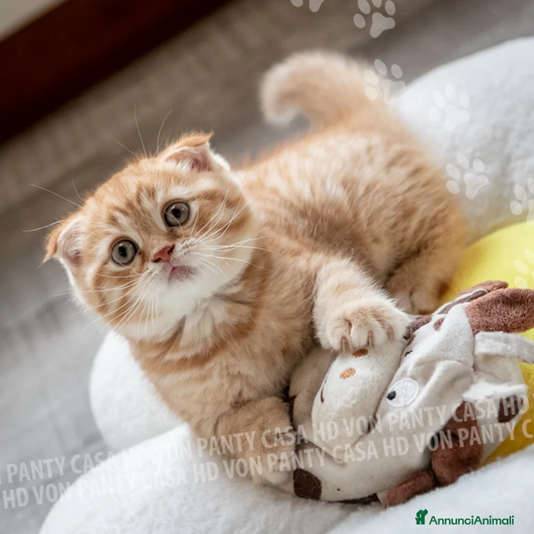 Scottish gatti in vendita: Maschietti Scottish Fold - Annuncio 16