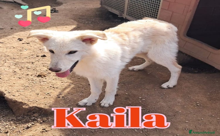 Meticcio cani KAILA nata ad Aprile ‘25 - Annuncio 2