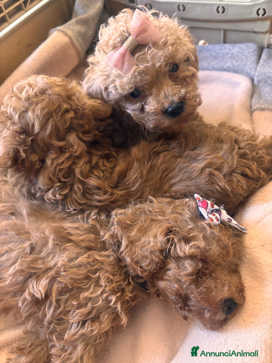 Barboncino Toy cani in vendita: Barboncino Toy  - Annuncio 2