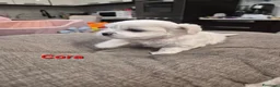 Maltese cani in vendita: Cuccioli maltesi taglia piccola pelo liscio  - Annuncio 7