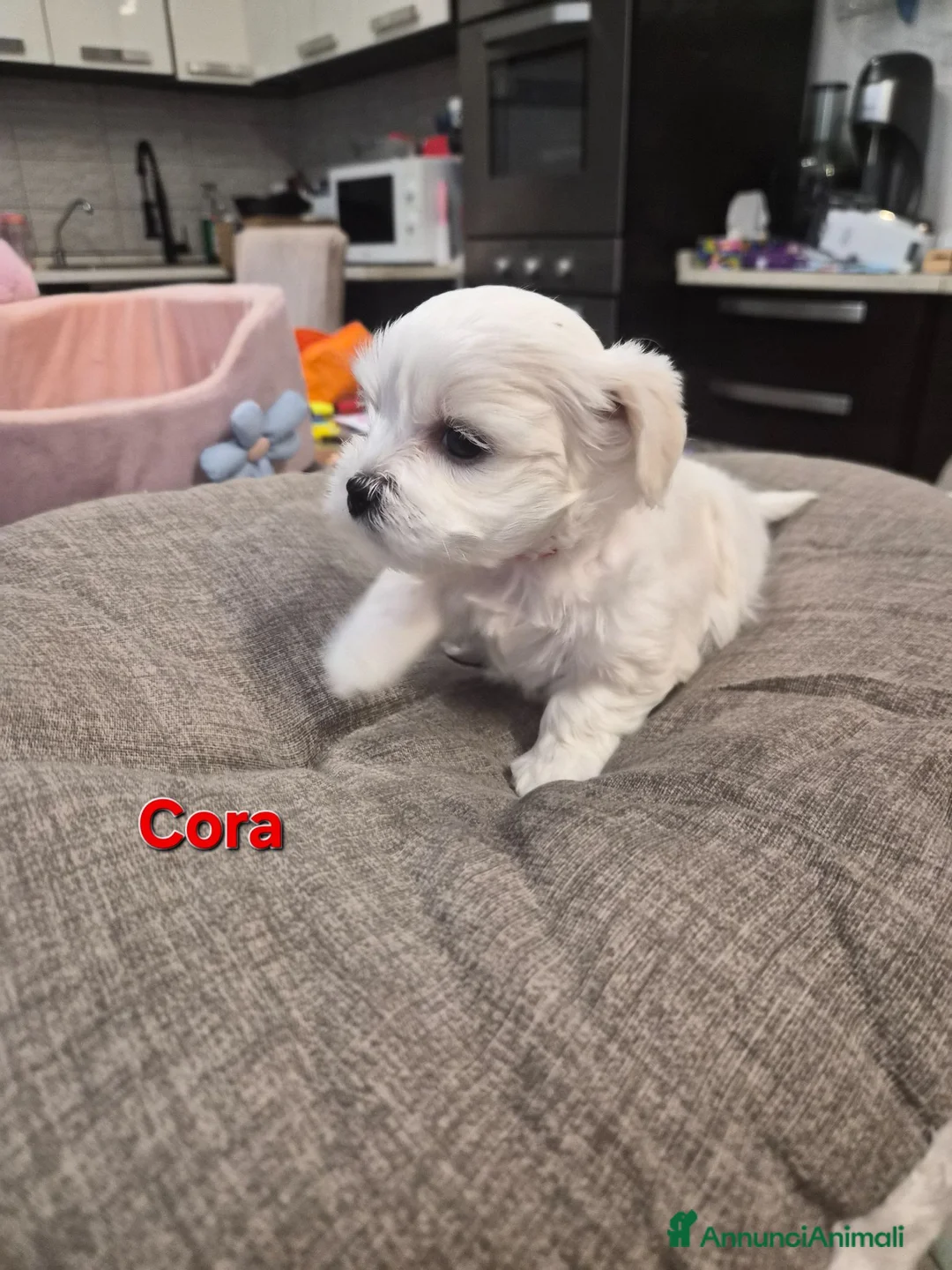 Maltese cani in vendita: Cuccioli maltesi taglia piccola pelo liscio  - Annuncio 7