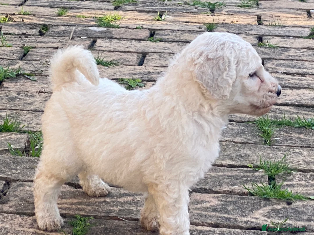 Barbone cani in vendita: Barbone grande mole  a Città metropolitana di Roma Capitale - Annuncio 1