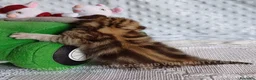 Scottish gatti in vendita: Cuccioli Scottish Fold e Straight a Provincia di Reggio Emilia - Annuncio 8