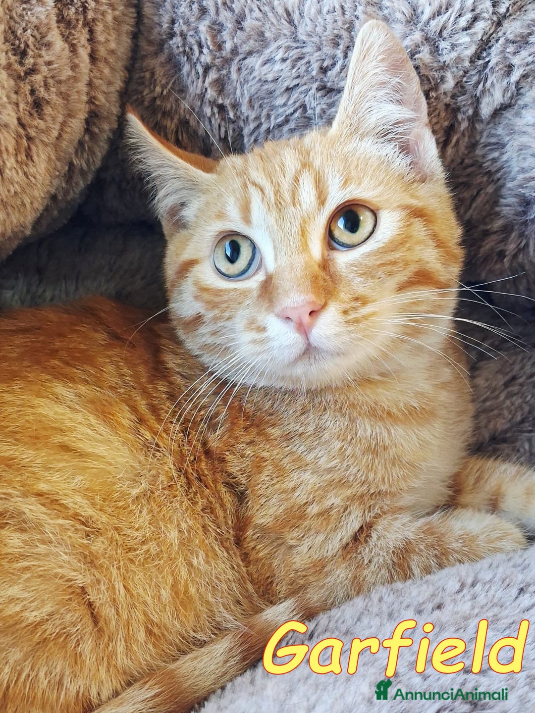 Europeo gatti in regalo: Mi chiamo 🧡#Garfield, - Annuncio 2