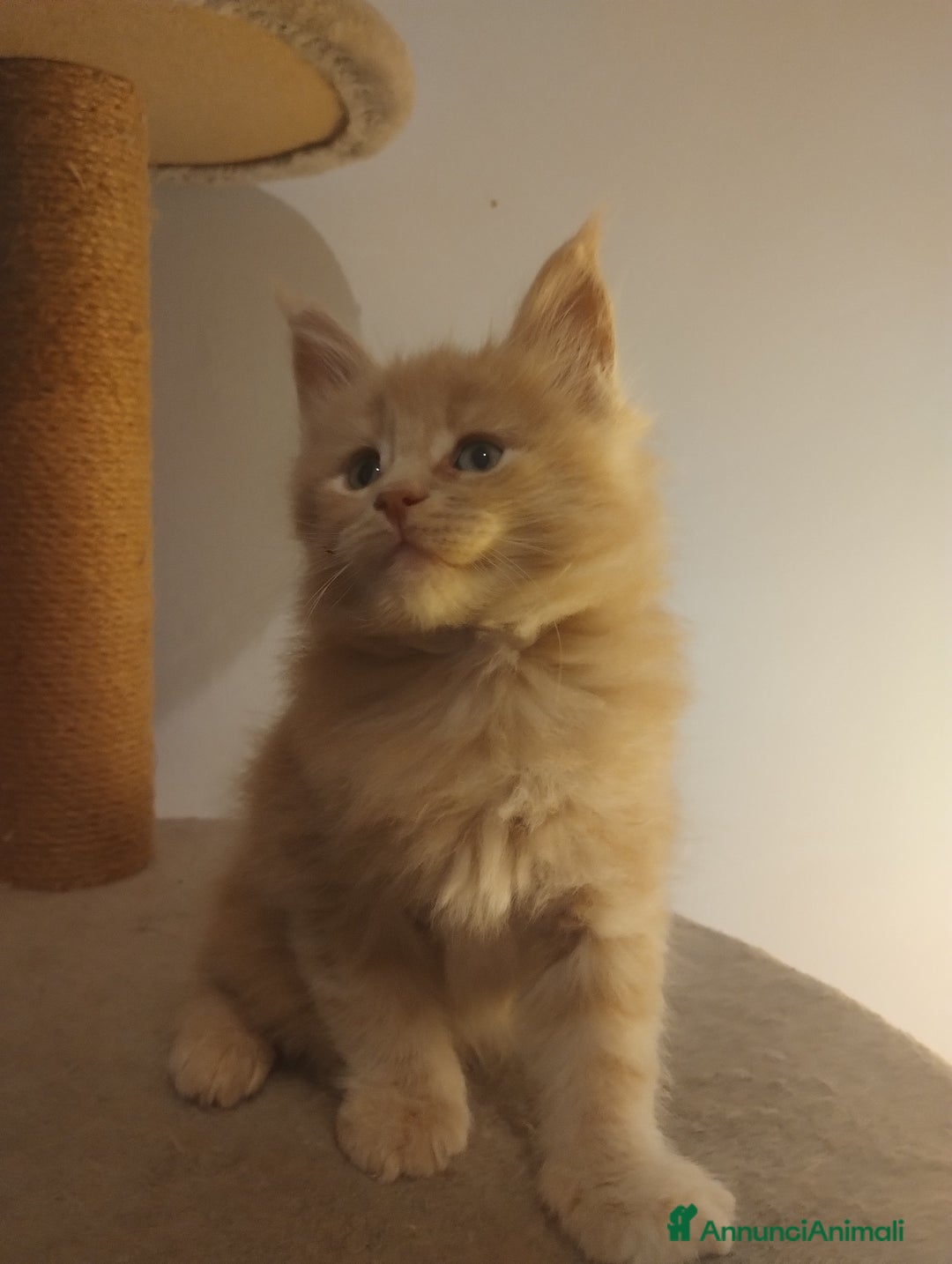 Maine Coon gatti in vendita: Maine coon cucciolo crema  - Annuncio 5