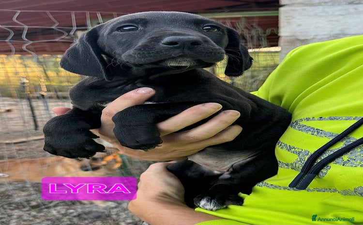 Meticcio cani - Annuncio 4