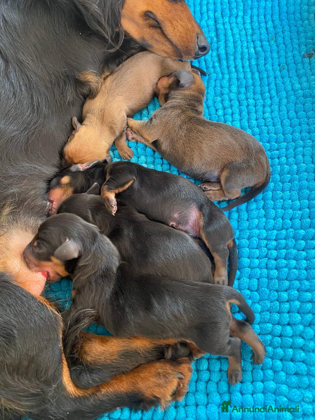 Bassotto cani in vendita: Bassotto tedesco - Annuncio 4