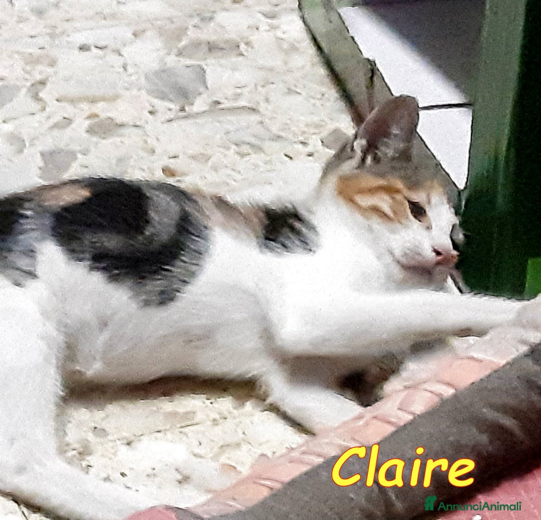 Europeo gatti in regalo: ADOZIONE DEL CUORE PER LA PICCOLA CLAIRE   a Città metropolitana di Roma Capitale - Immagine 1