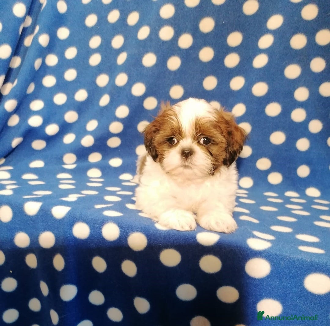 Shih Tzu cani in vendita: Shih Tzu cuccioli taglia toy - Annuncio 4