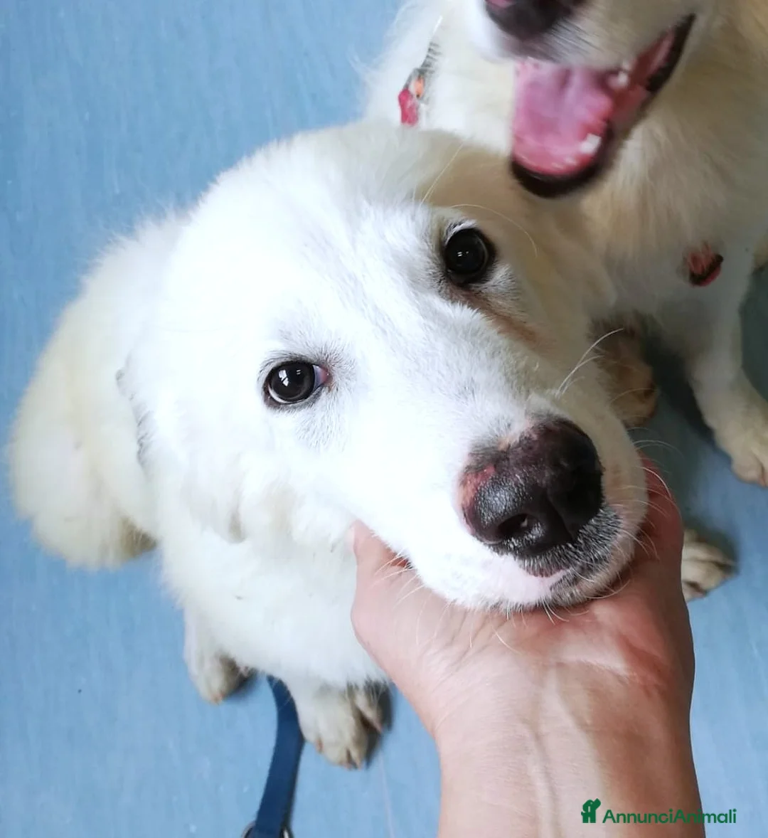 Pastore Maremmano cani in regalo: L3one, supremo cucciolo di PMA: TOP - Annuncio 3