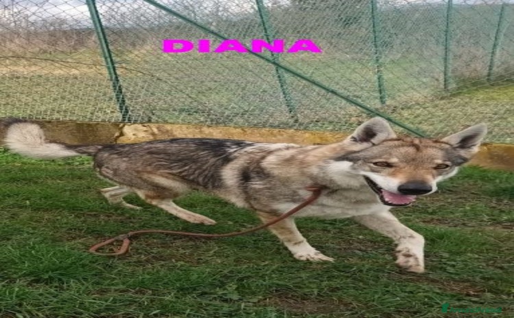 Lupo Cecoslovacco cani - Annuncio 1