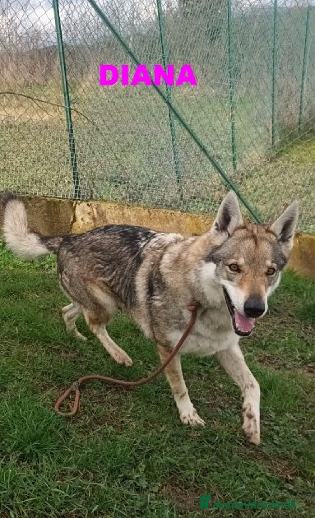 Lupo Cecoslovacco cani in regalo: DIANA splendida lupo cecosl. x esperti! - Annuncio 1