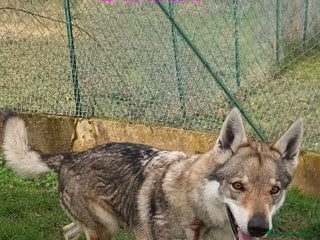 Lupo Cecoslovacco cani DIANA splendida lupo cecosl. x esperti! - Annuncio 41