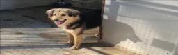 Meticcio cani in regalo: Milou, uno splendido simil lupetto  - Annuncio 5