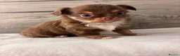 Chihuahua cani in vendita: Cuccioli di chihuahua con pedigree - Annuncio 6