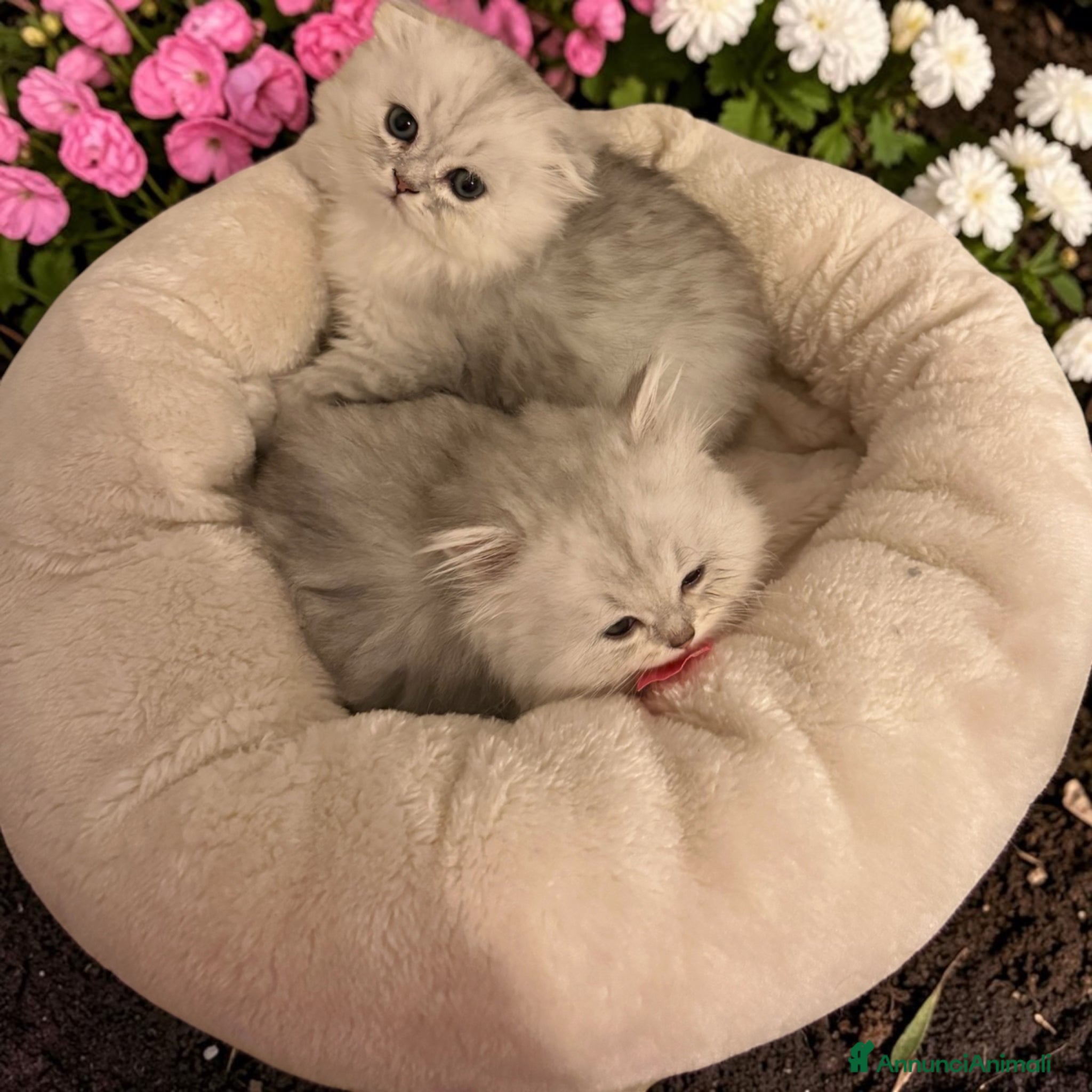 British gatti in vendita: 🐾 Disponibili splendidi cuccioli Highland Fold 🐾 a Provincia della Spezia - Annuncio 3