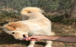 Meticcio cani in regalo: Connie, derivata golden - in adozione a Provincia di Latina - Immagine 4