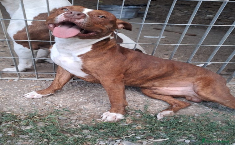 Pitbull cani - Annuncio 20