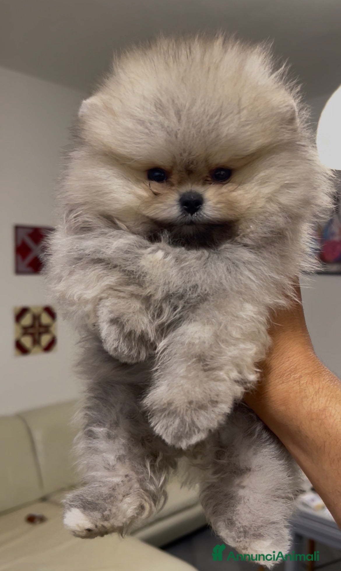 Spitz cani Spitz Pomerania nano  - Annuncio 2