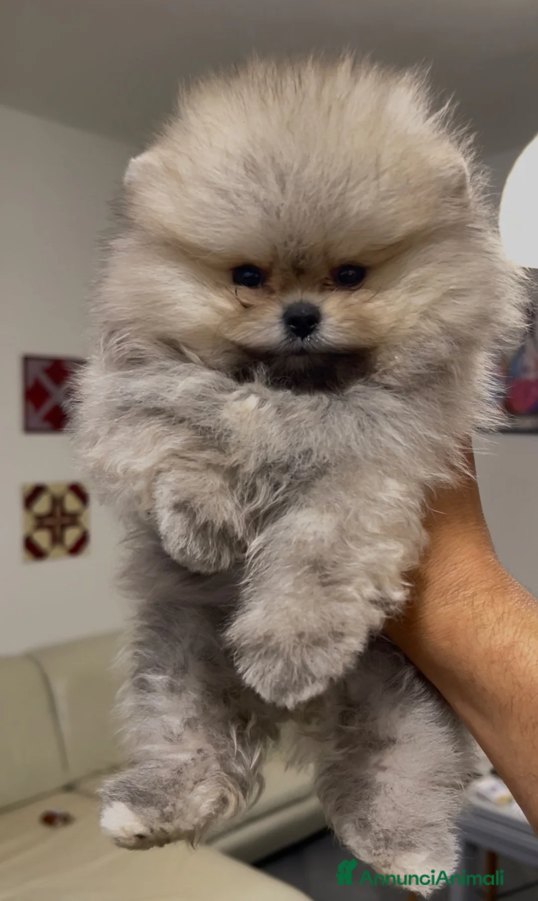 Spitz cani in vendita: Spitz Pomerania nano  - Annuncio 1