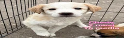 Meticcio cani in regalo: TROPPI CUCCIOLI SOLI IN RIFUGIO  a Provincia di Verona - Annuncio 8
