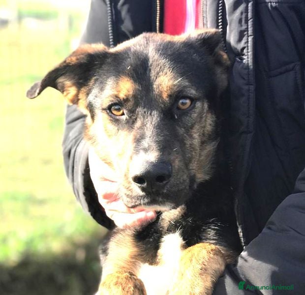 Meticcio cani Alfred, occhi dolci e cuore grande a Provincia di Latina - Annuncio 36