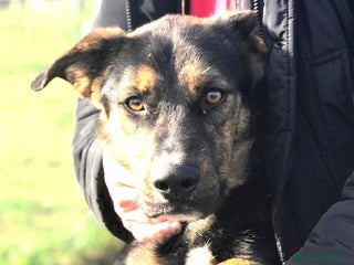 Meticcio cani Alfred, occhi dolci e cuore grande a Provincia di Latina - Annuncio 41