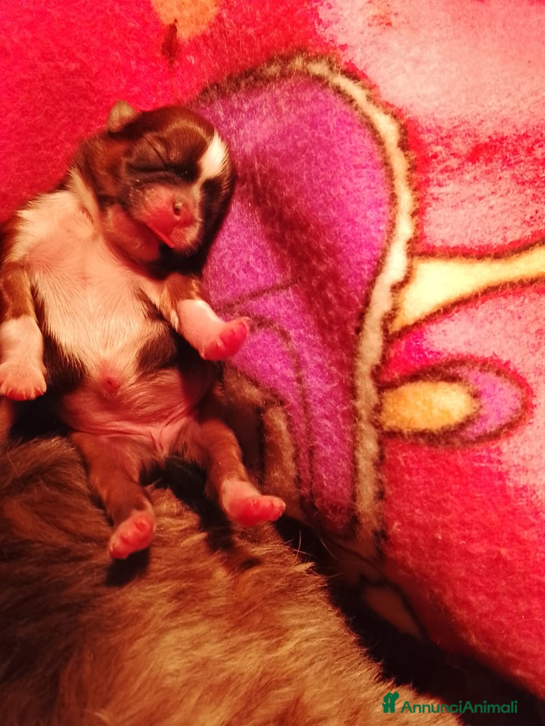 Shih Tzu cani in vendita: Splendidi cuccioli di Shitzu  - Annuncio 9