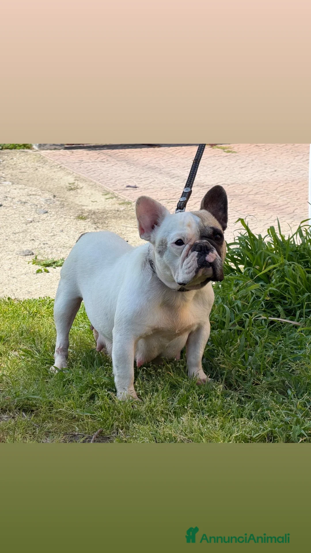 Bulldog Francese cani in vendita: Bulldog francese pedigree ENCI  - Annuncio 5
