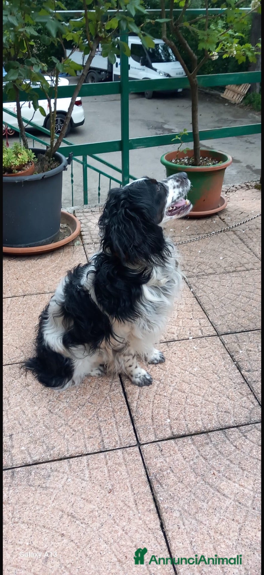 Breton cani Regalo Breton da penna  - Annuncio 29