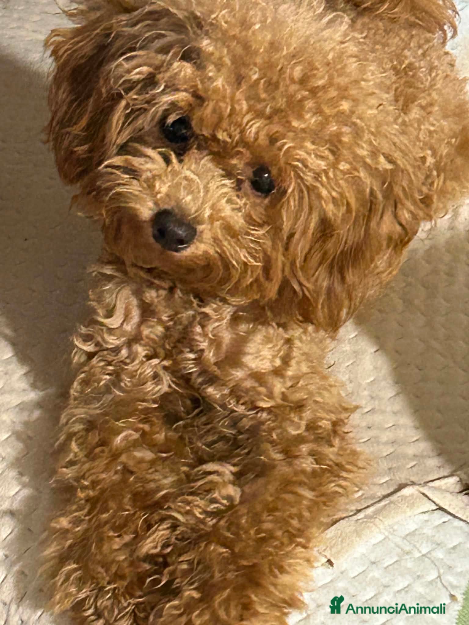 Barboncino Toy cani in vendita: Cuccioli barboncino toy e mini toy  a Provincia di Brescia - Annuncio 1