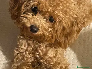 Barboncino Toy cani Cuccioli barboncino toy e mini toy - Annuncio 2