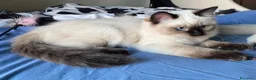 Ragdoll gatti in vendita: Cuccioli Ragdoll con pedigree  - Annuncio 9