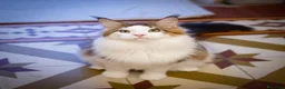 Maine Coon gatti in vendita: Mainemarie Quart - Annuncio 3