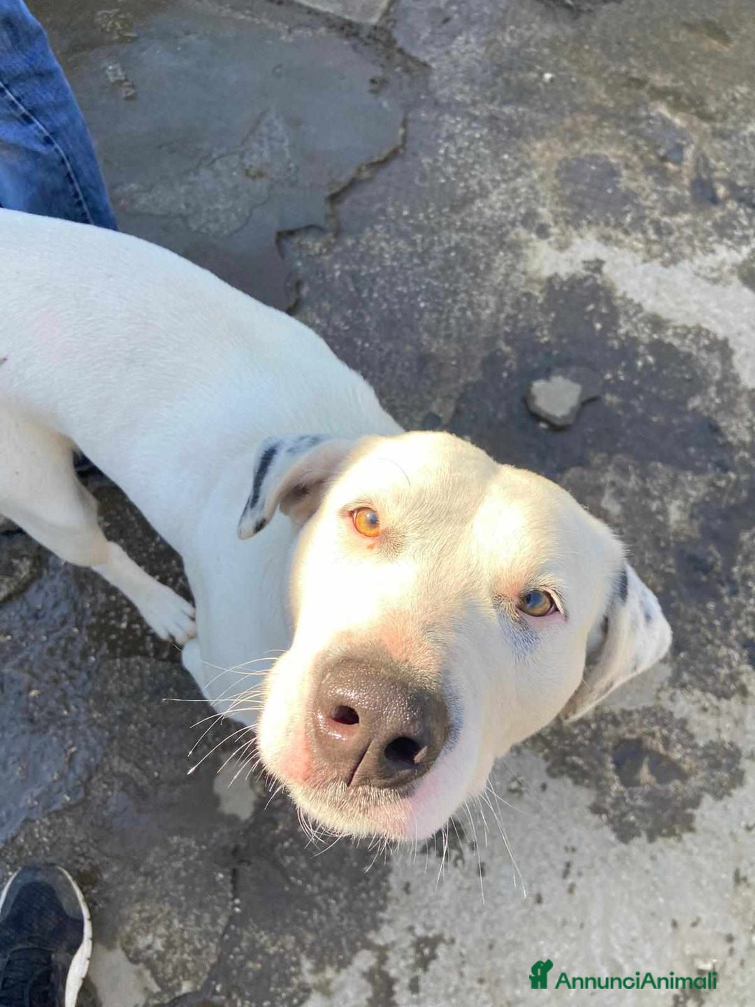 Meticcio cani in regalo: DINO & DINA, fantastici molossini! - Annuncio 1