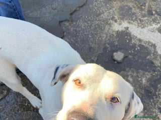 Meticcio cani DINO & DINA, fantastici molossini! - Annuncio 27