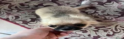 Chihuahua cani in vendita: Ultime 3 meraviglie a pelo lungo  - Annuncio 7